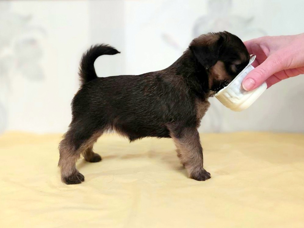 photo mylovelydogs