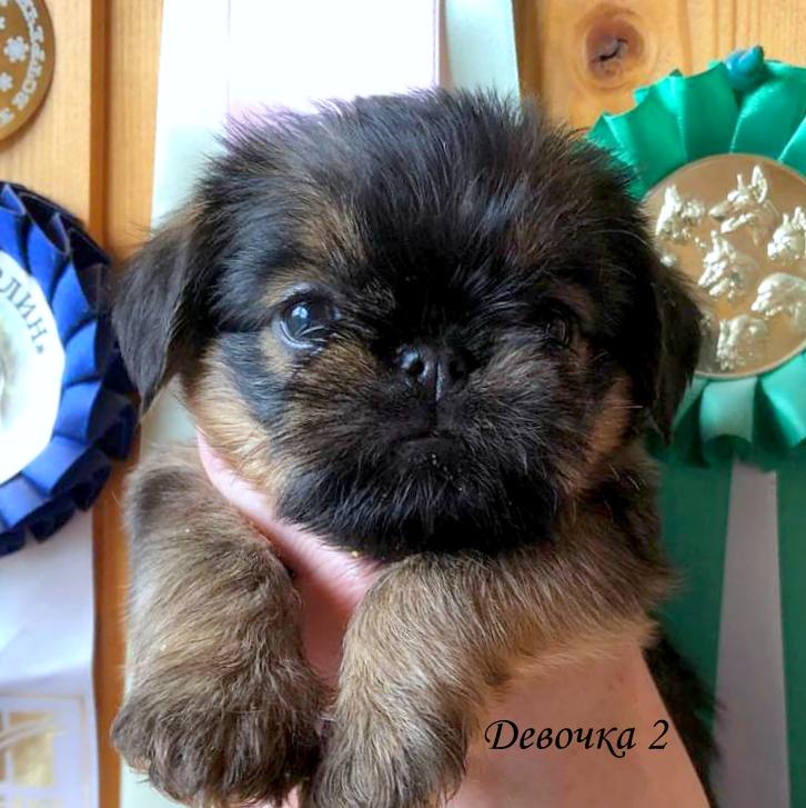 photo mylovelydogs