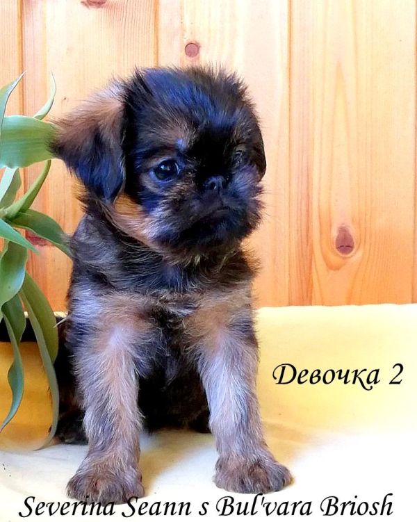 photo mylovelydogs