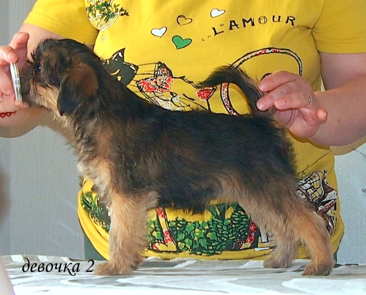 photo mylovelydogs