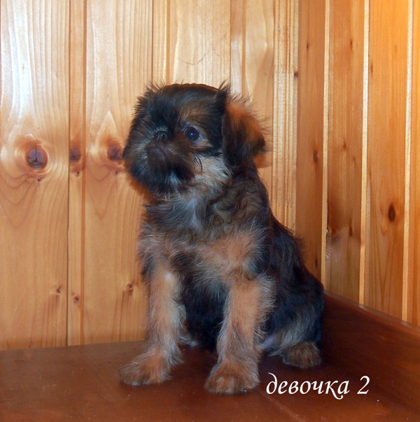 photo mylovelydogs