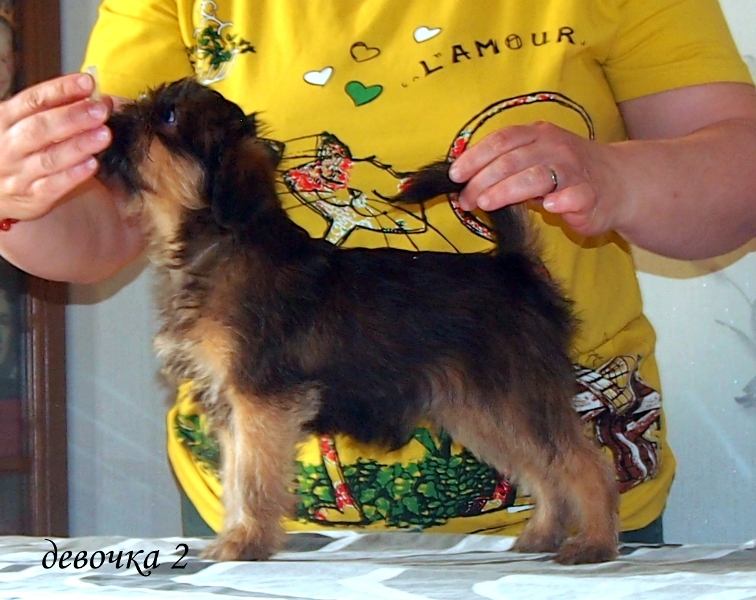 photo mylovelydogs