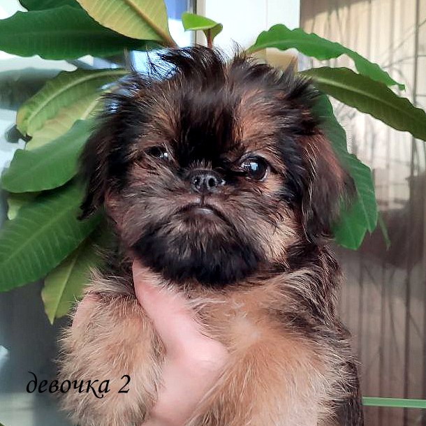 photo mylovelydogs