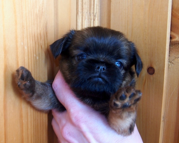 photo mylovelydogs