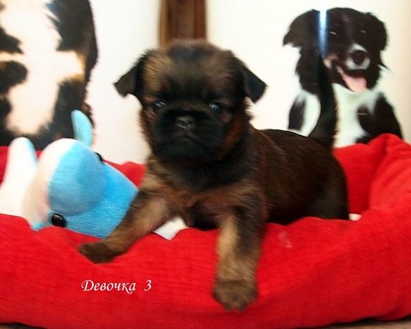 photo mylovelydogs