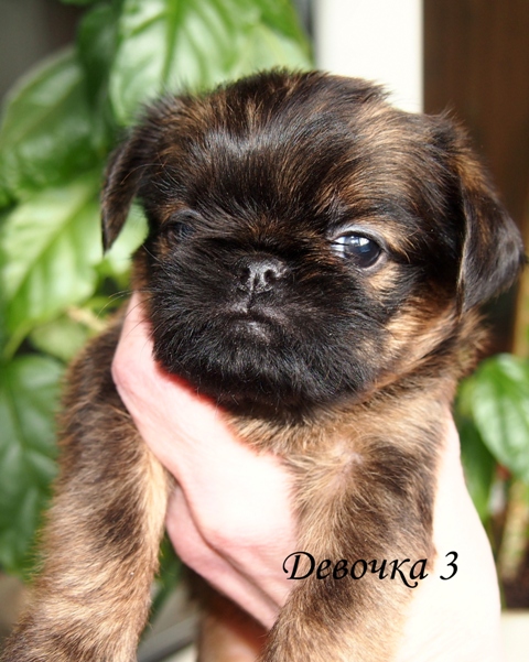photo mylovelydogs