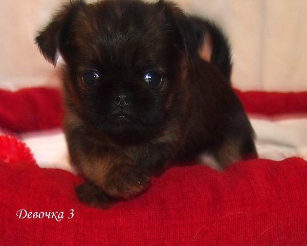 photo mylovelydogs