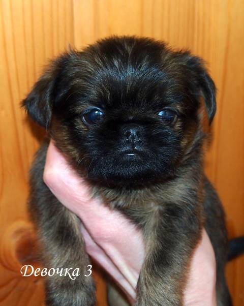 photo mylovelydogs