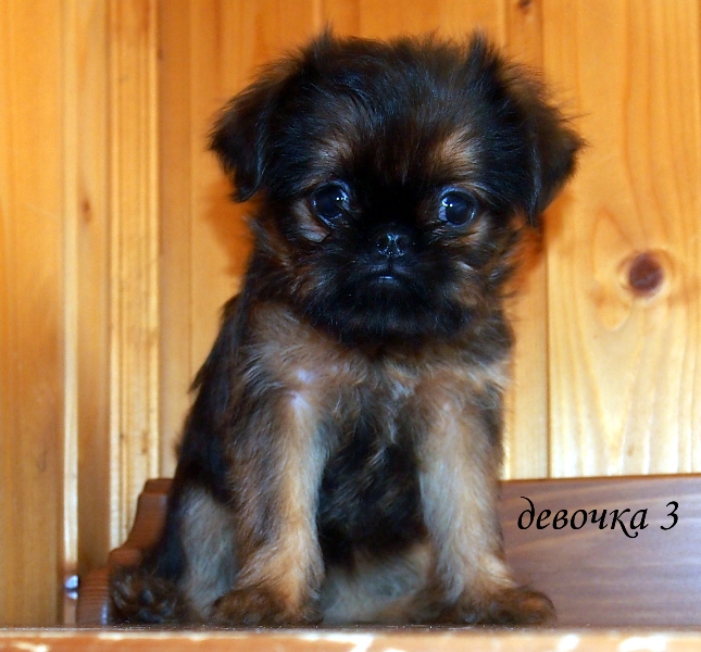 photo mylovelydogs