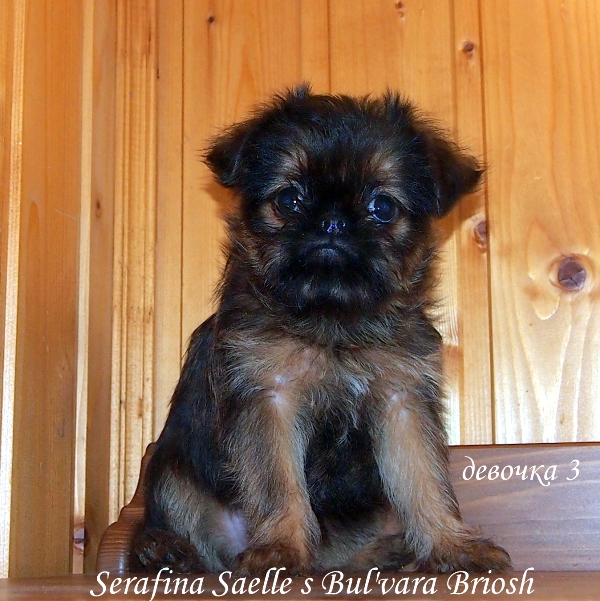 photo mylovelydogs