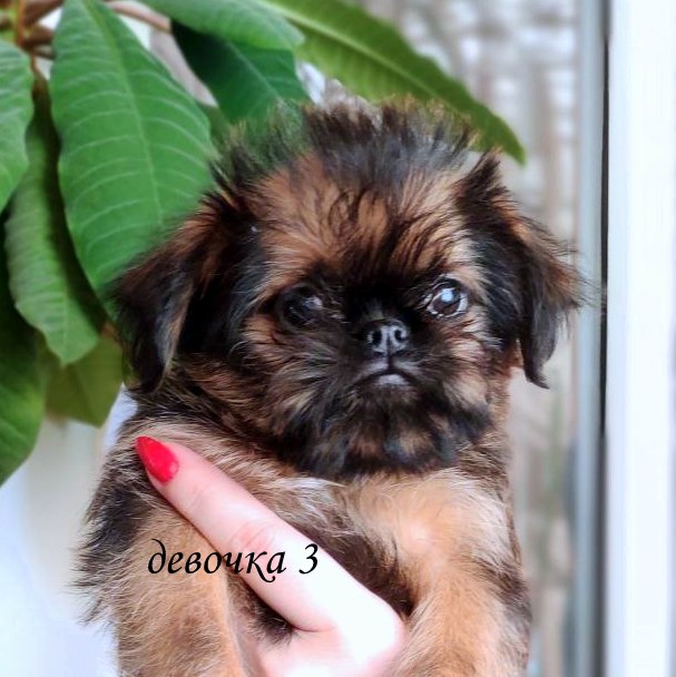 photo mylovelydogs