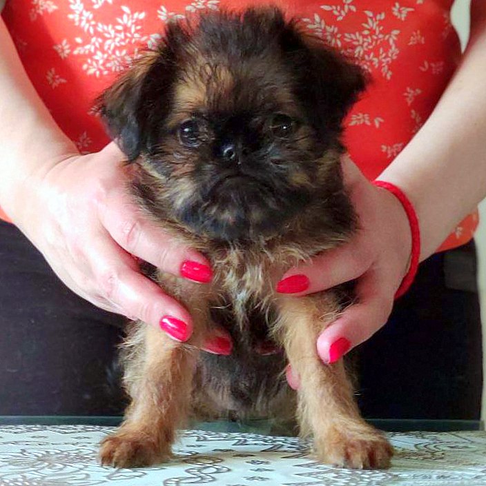 photo mylovelydogs