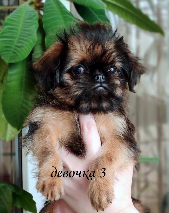 photo mylovelydogs