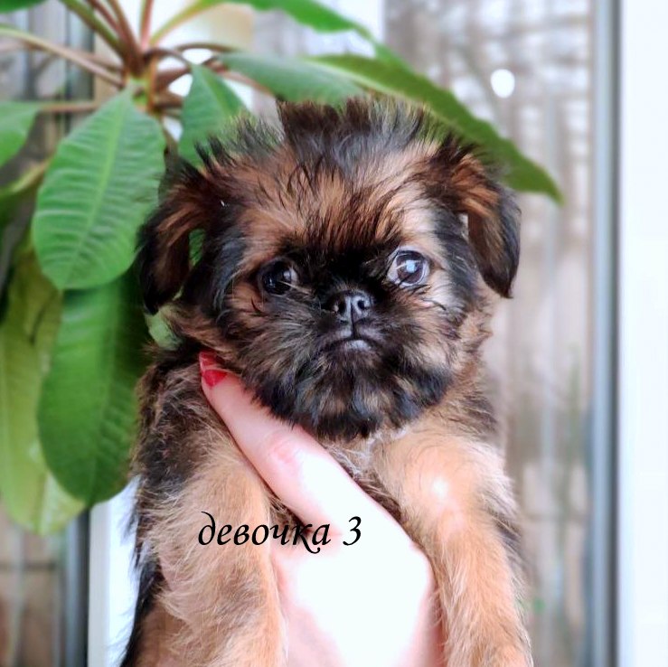 photo mylovelydogs