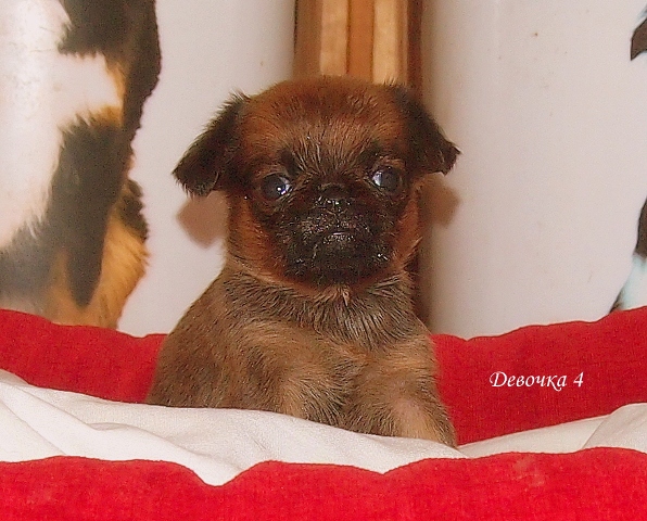 photo mylovelydogs