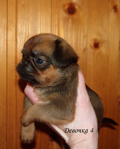 photo mylovelydogs