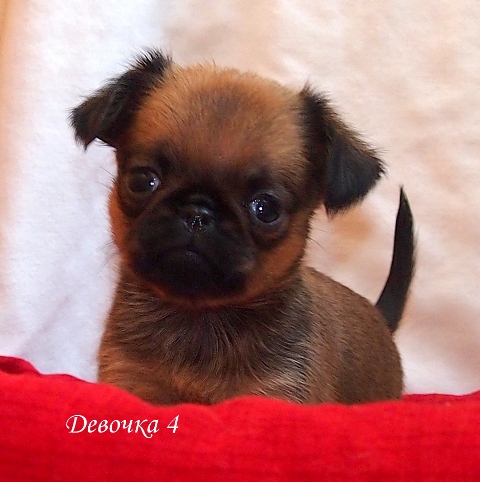 photo mylovelydogs
