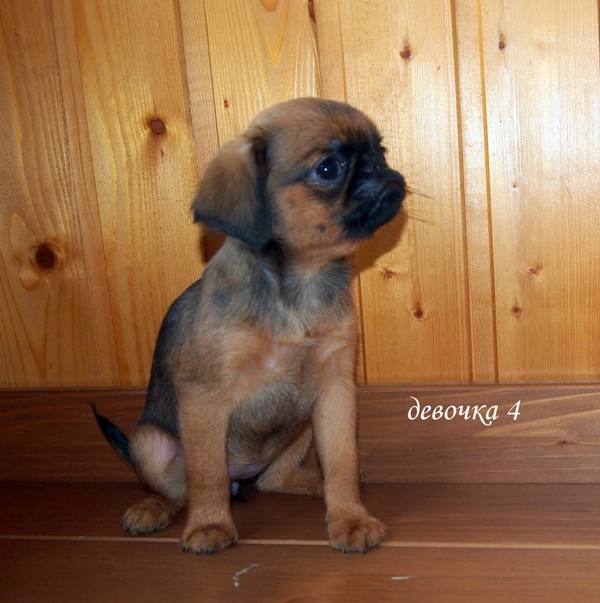 photo mylovelydogs