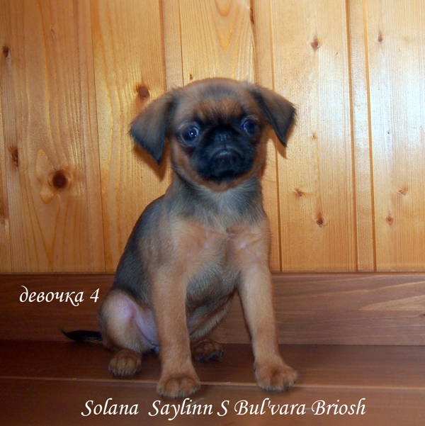 photo mylovelydogs