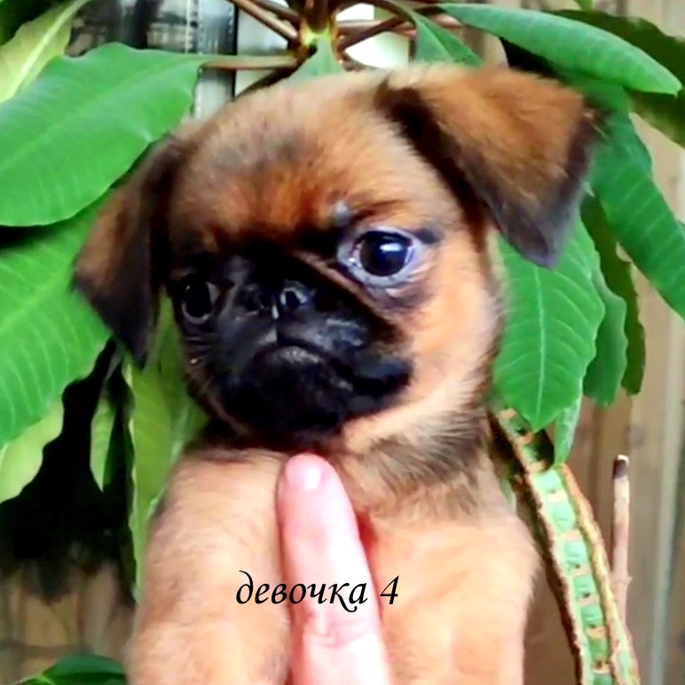 photo mylovelydogs