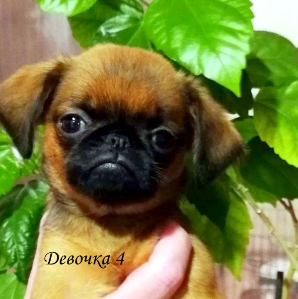 photo mylovelydogs
