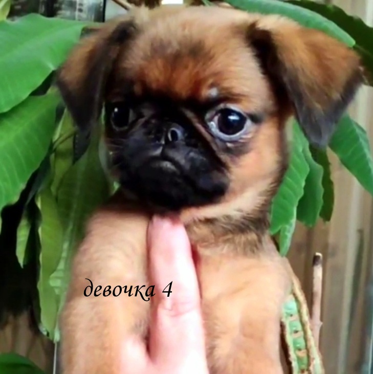 photo mylovelydogs