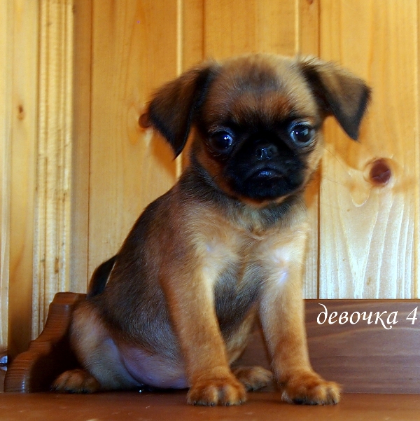photo mylovelydogs