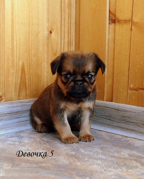 photo mylovelydogs