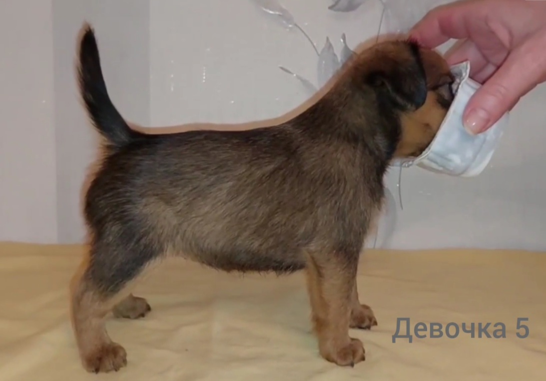 photo mylovelydogs