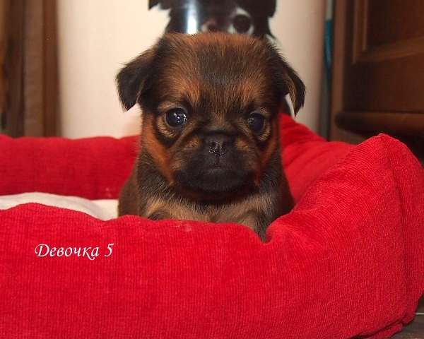 photo mylovelydogs
