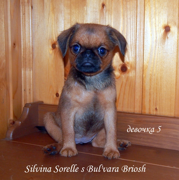 photo mylovelydogs