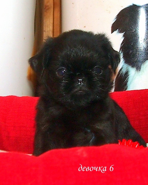 photo mylovelydogs