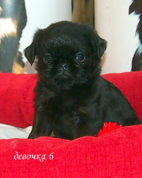 photo mylovelydogs