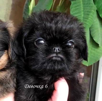 photo mylovelydogs