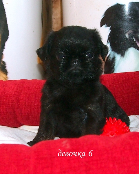 photo mylovelydogs