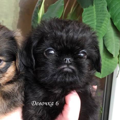 photo mylovelydogs