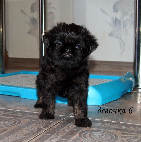 photo mylovelydogs