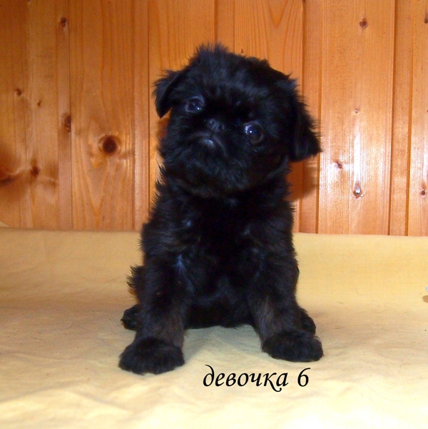photo mylovelydogs