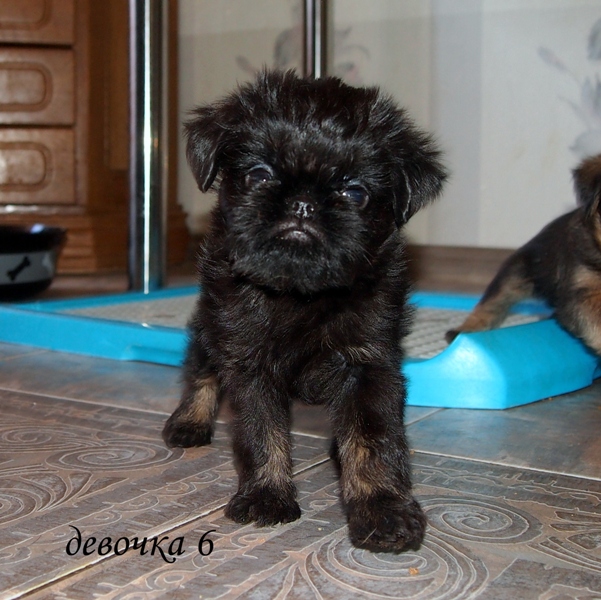 photo mylovelydogs