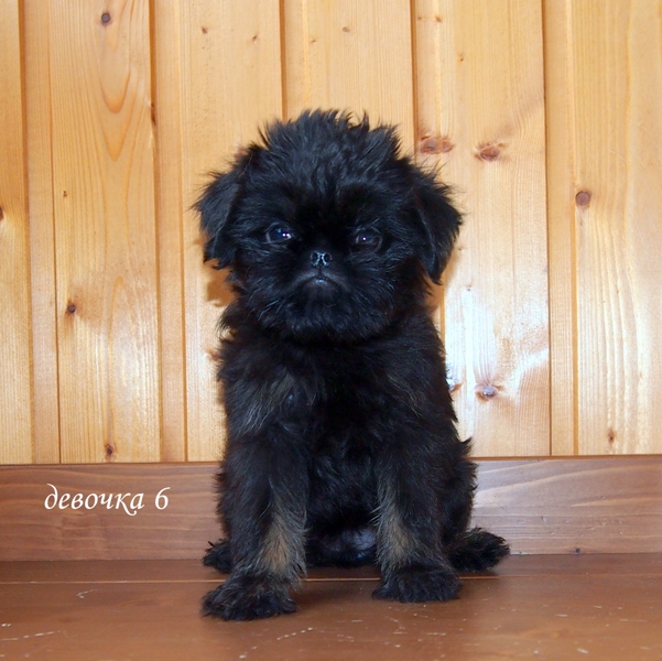 photo mylovelydogs
