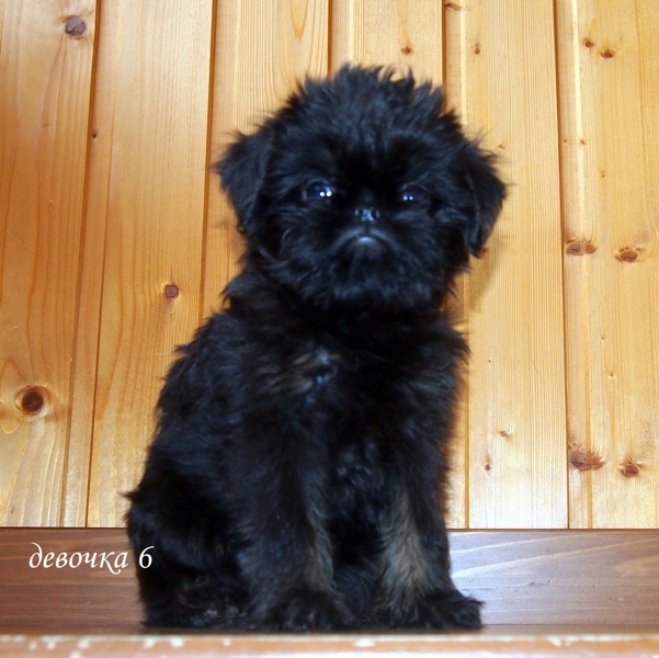 photo mylovelydogs