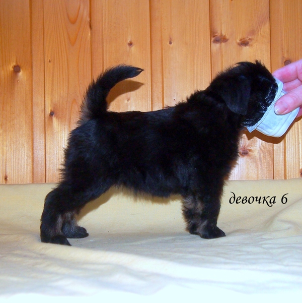 photo mylovelydogs
