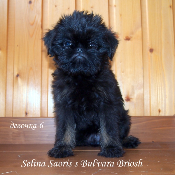 photo mylovelydogs