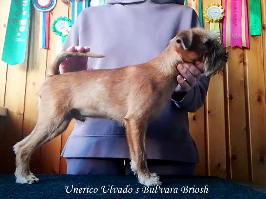 photo mylovelydogs