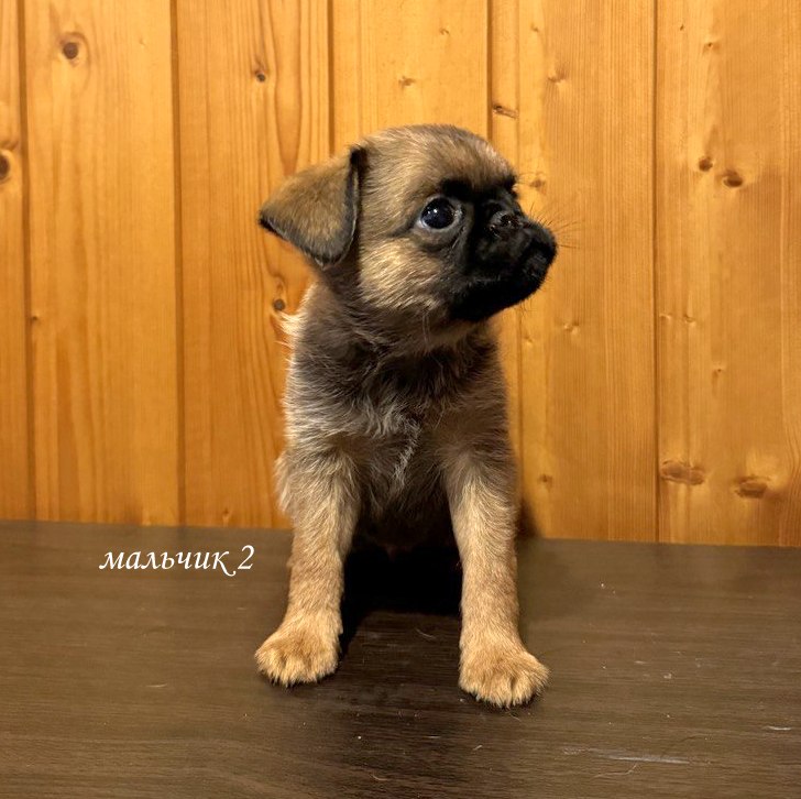 Мои любимые собаки
