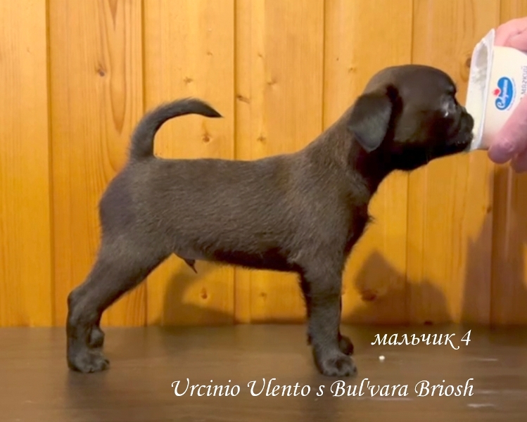 Мои любимые собаки