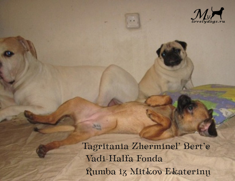 Rumba iz Mitkov Ekateriny