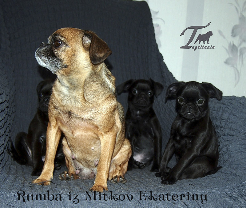 Rumba iz Mitkov Ekateriny